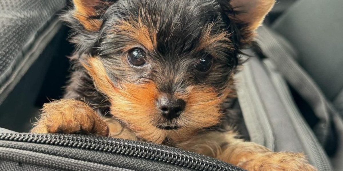 Yorkshire Terrier Welpen: A Comprehensive Guide for Future Owners