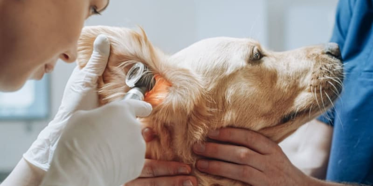 Veterinary Otoscopes Market 2031: Opportunities, Future Growth, and Segmentation