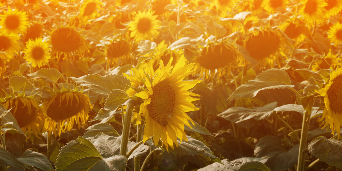 Gold IRA Company Ratings: A Complete Research